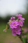 DSC_5282s.jpg