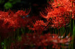 DSC_5689s.jpg