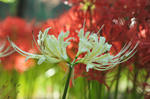 DSC_5699s.jpg