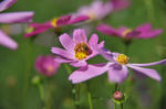 DSC_5820s.jpg