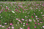 DSC_5859s.jpg