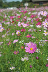 DSC_5868s.jpg