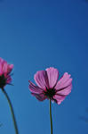 DSC_6563s.jpg