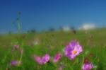 DSC_6579s.jpg