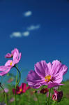 DSC_6609s.jpg