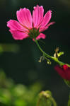 DSC_6725s.jpg