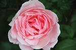 DSC_7616s.jpg