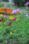 DSC_7648s.jpg