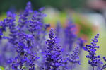 DSC_7671s.jpg