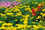 DSC_7674s.jpg