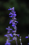 DSC_7711s.jpg