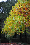 DSC_7718s.jpg