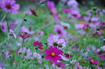 DSC_7731s.jpg
