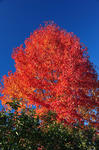 DSC_8824s.jpg
