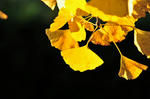 DSC_8898s.jpg