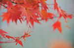 DSC_8939s.jpg