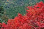 DSC_8919s.jpg