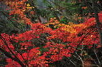 DSC_4272s.jpg