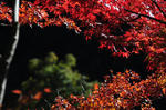 DSC_4379s.jpg