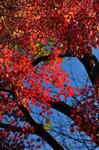 DSC_5279s.jpg