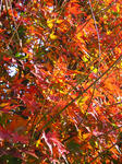 IMG_1521s.jpg