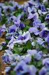DSC_6468s.jpg
