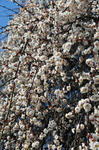 DSC_0364s.jpg
