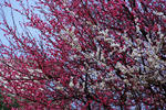 DSCF4879s.jpg