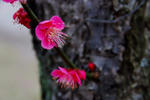 DSCF4935s.jpg