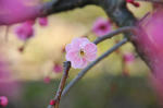 DSC_1151.jpg