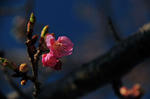 DSC_1352s.jpg