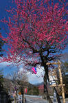 DSC_1478s.jpg