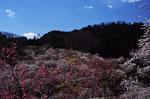 DSC_1516s.jpg