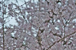 DSC_1832s.jpg