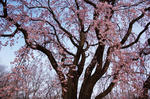 DSC_1899s.jpg