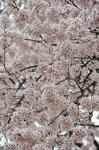DSC_1984s.jpg