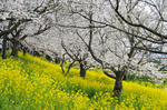 DSC_2175s.jpg