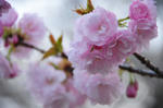 DSC_2455s.jpg
