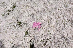 DSC_2755s.jpg