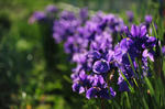 DSC_3291s.jpg