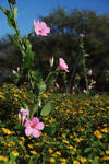 DSCF5509s.jpg
