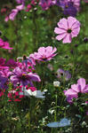 DSC_2428s.jpg