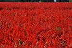 DSC_3433s.jpg