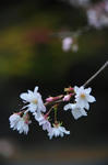 DSC_5837s.jpg