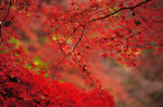 DSC_8411s.jpg