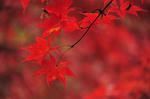 DSC_8449s.jpg
