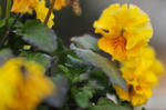 DSC_9382s.jpg