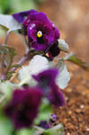 DSC_9390s.jpg
