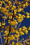 DSC_9453s.jpg