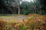 DSC_9601s.jpg